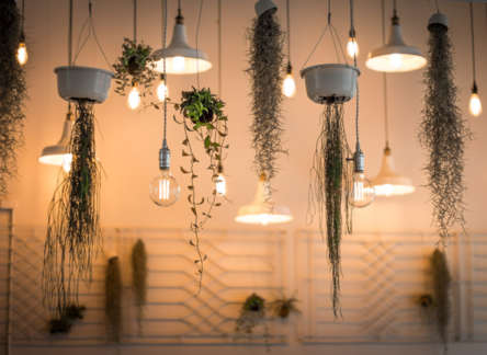 Pflanzenlampen für Sukkulenten